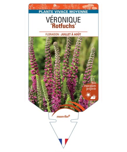 VERONICA spicata Rotfuchs voir Véronique