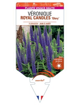 VERONICA spicata ROYAL CANDLES Glory voir Véronique