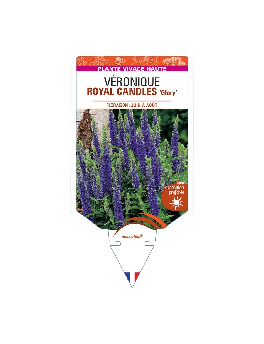 VERONICA spicata ROYAL CANDLES Glory voir Véronique