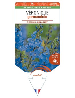 VERONICA TEUCRIUM voir Véronique germandrée (bleu)