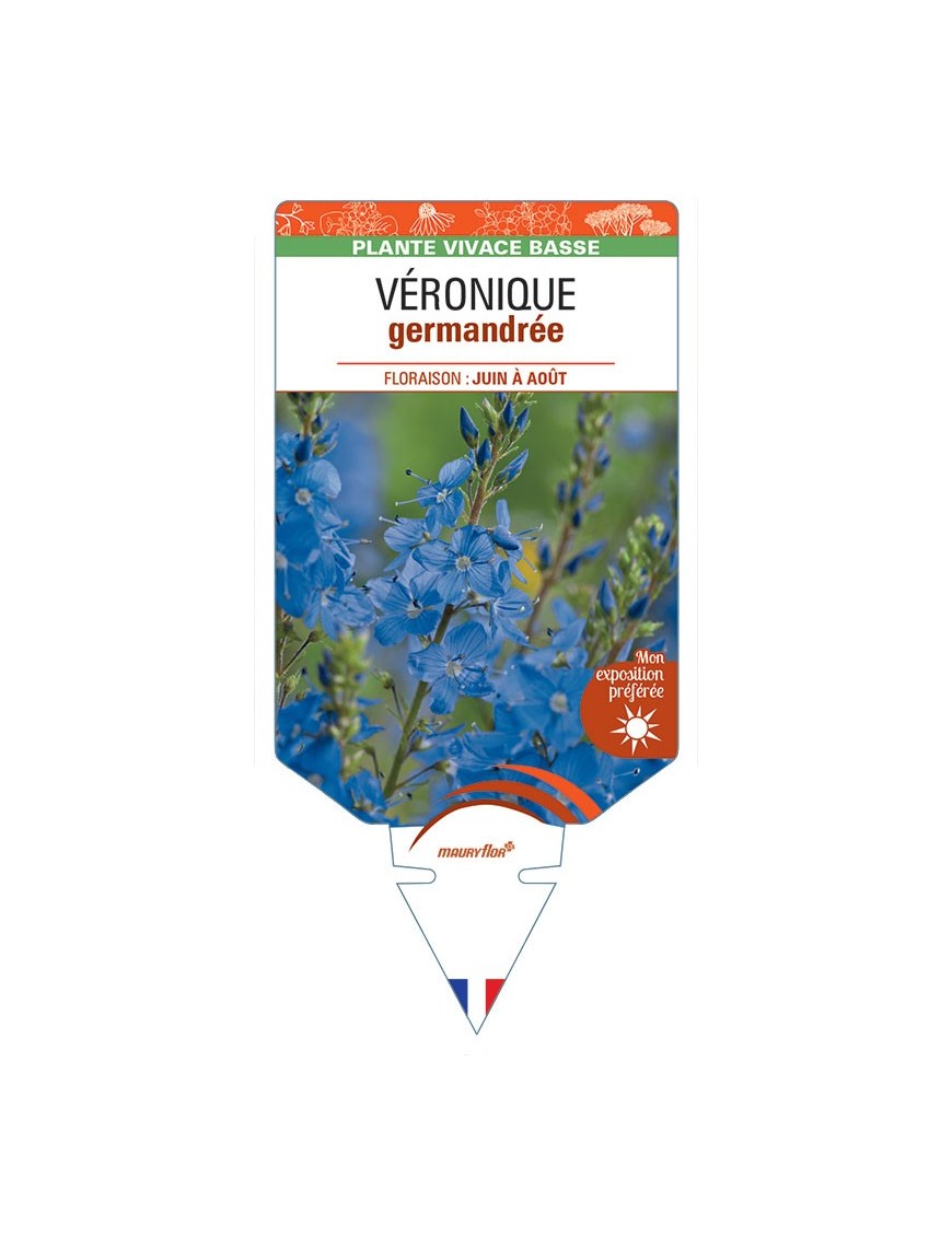VERONICA TEUCRIUM voir Véronique germandrée (bleu)