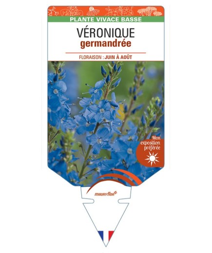VERONICA TEUCRIUM voir Véronique germandrée (bleu)