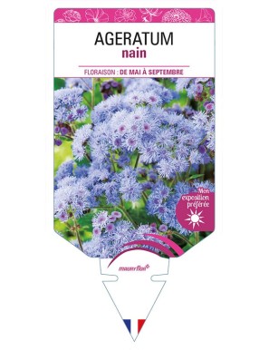 AGERATUM NAIN (bleu)