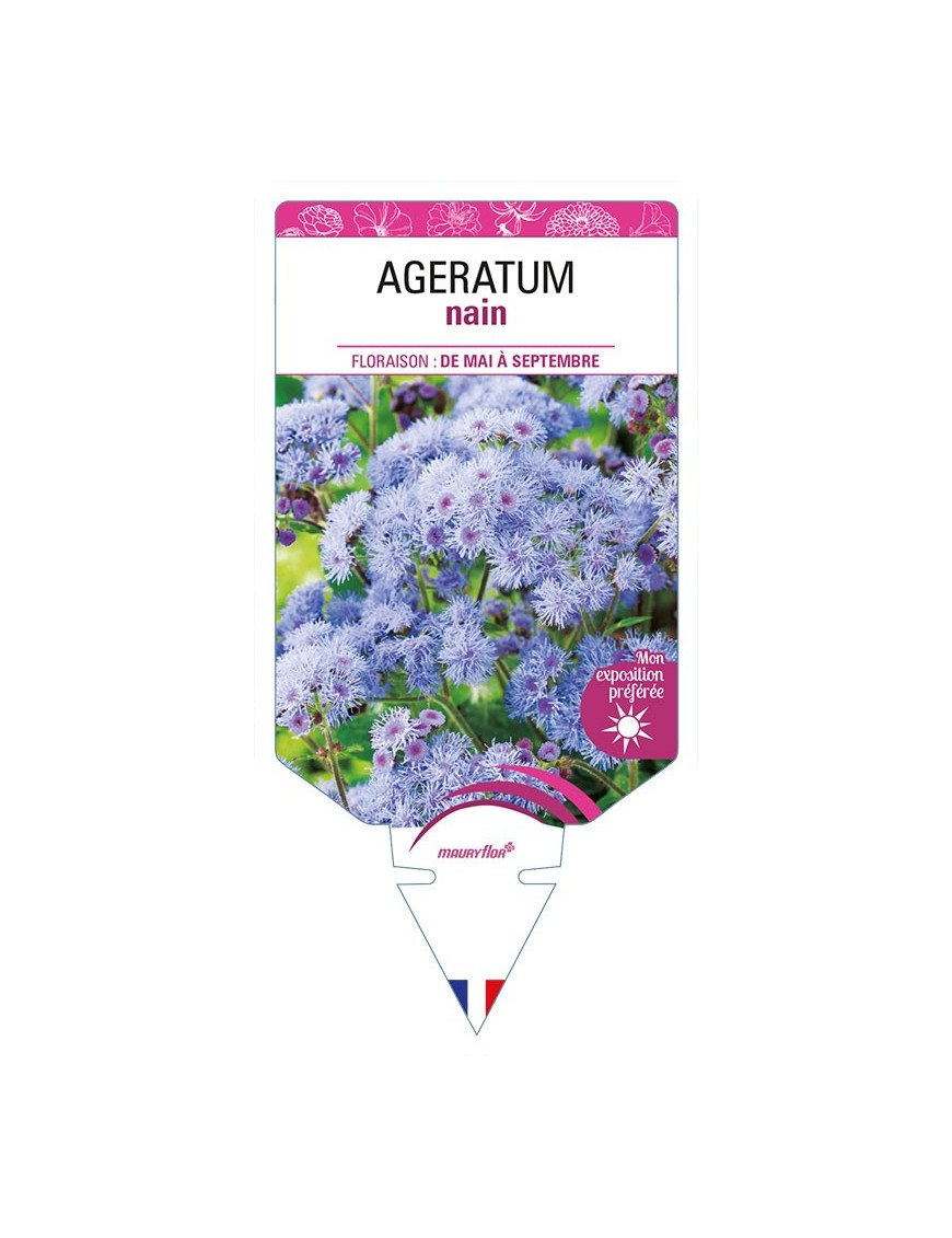 AGERATUM NAIN (bleu)