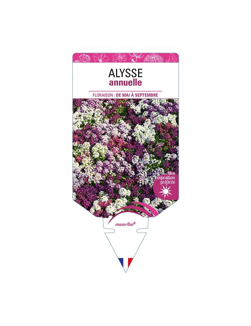 ALYSSE ANNUELLE (varié)