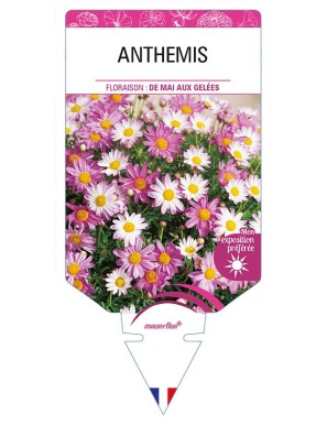 ARGYRANTHEMUM voir ANTHEMIS (varié)