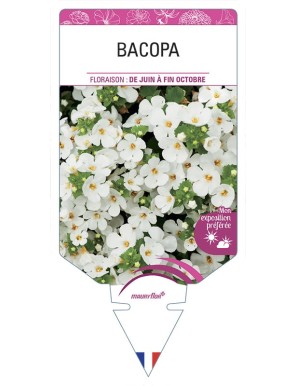 BACOPA (sutera)