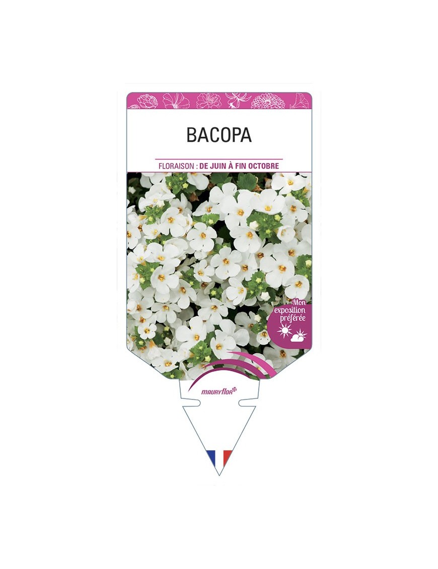 BACOPA (sutera)