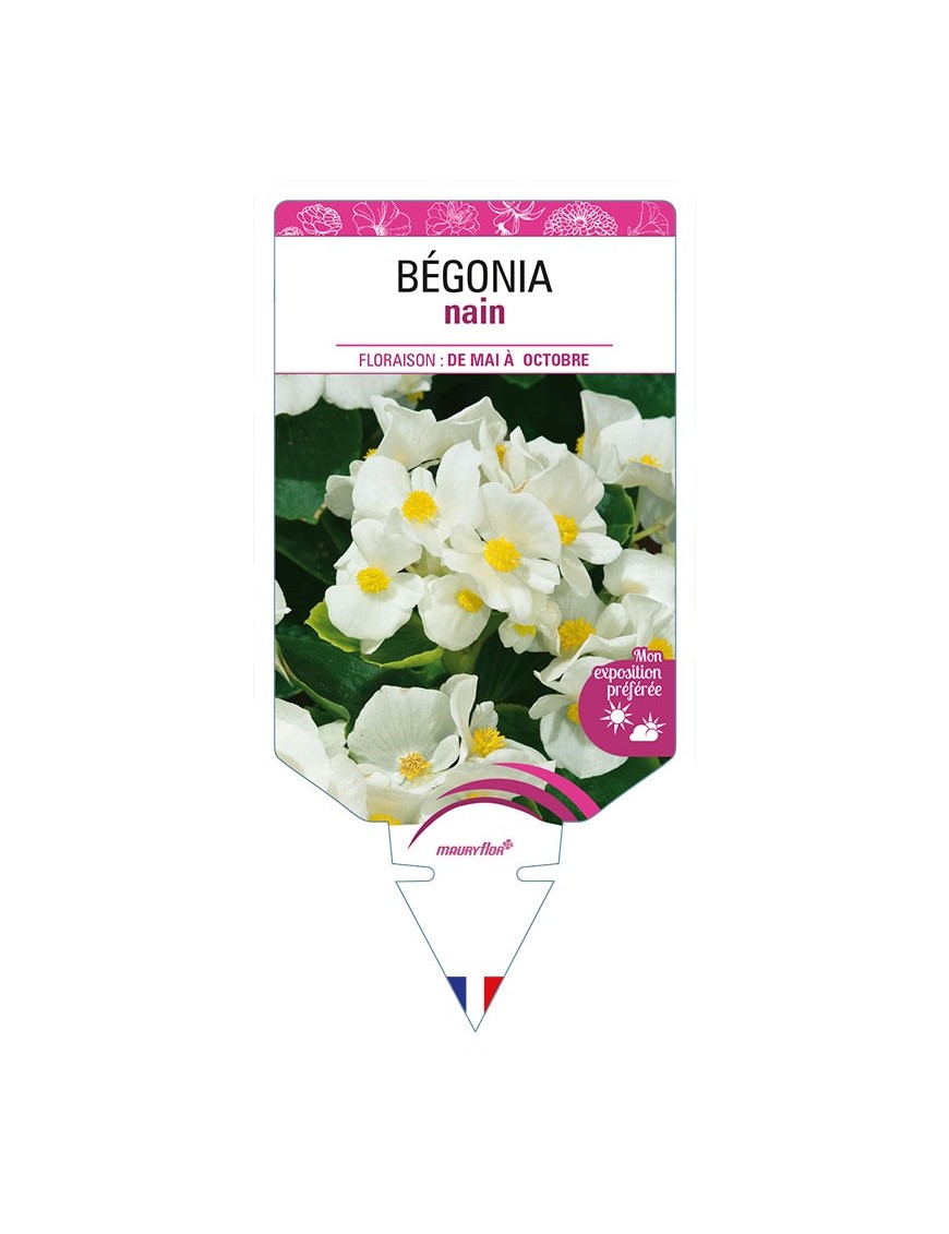 BÉGONIA NAIN (blanc)