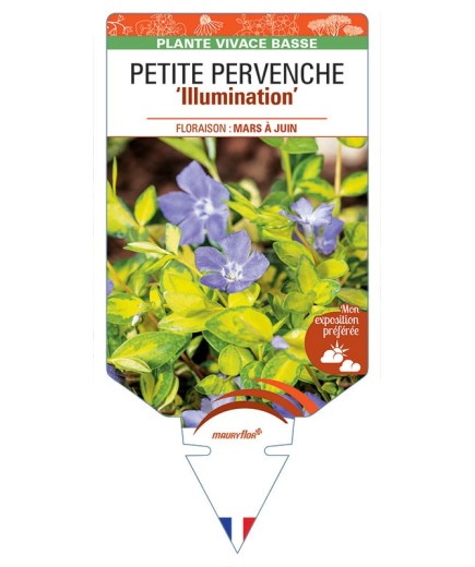 VINCA minor Illumination voir Petite pervenche