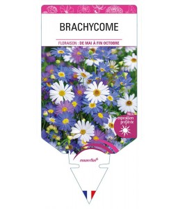 BRACHYCOME (varié)