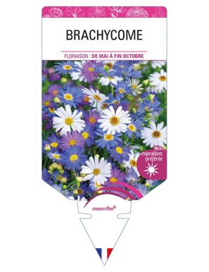 BRACHYCOME (varié)