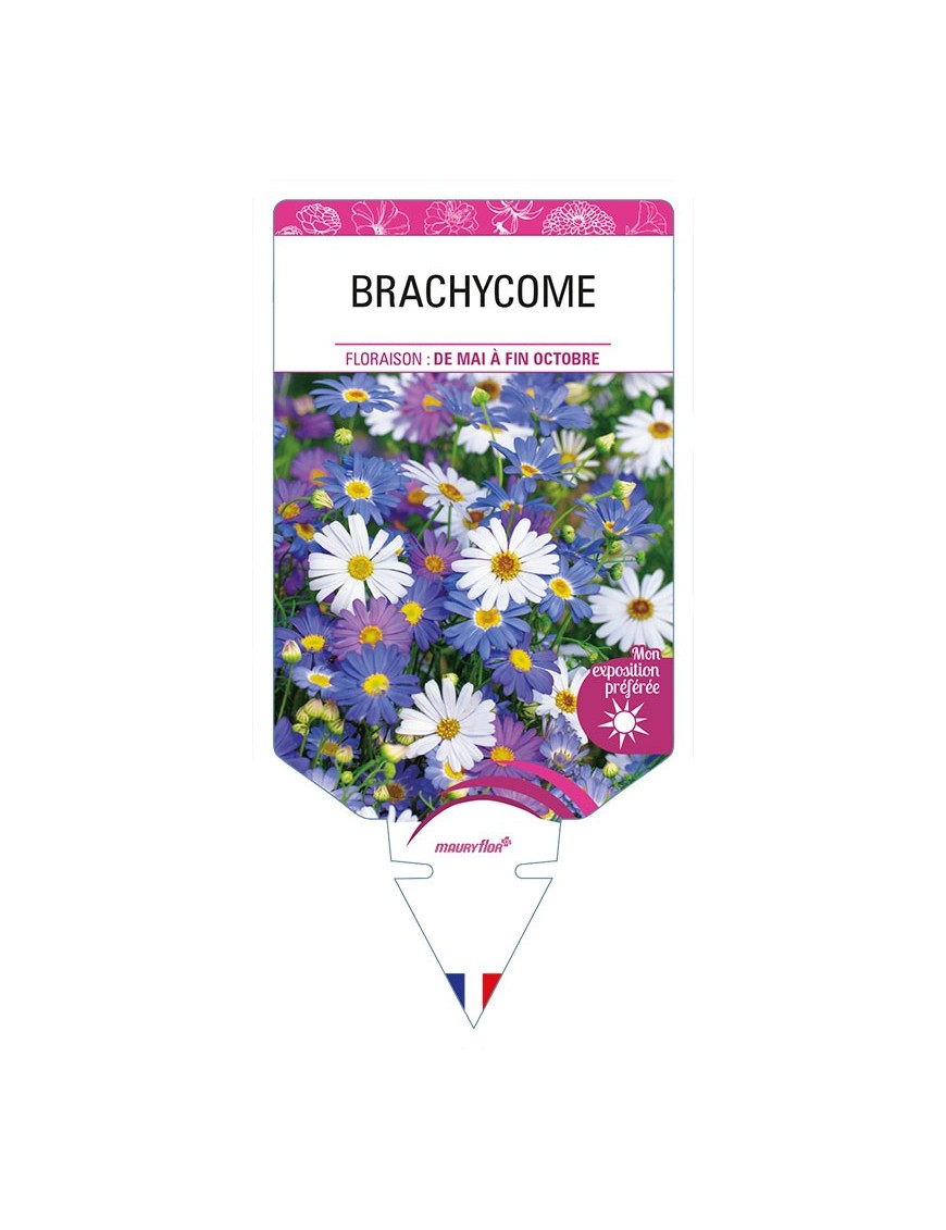 BRACHYCOME (varié)