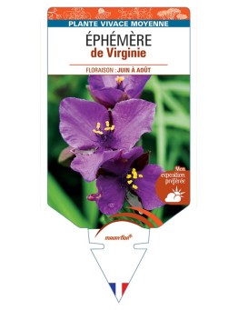 TRADESCANTIA (violet) voir ÉPHÉMÈRE de Virginie *