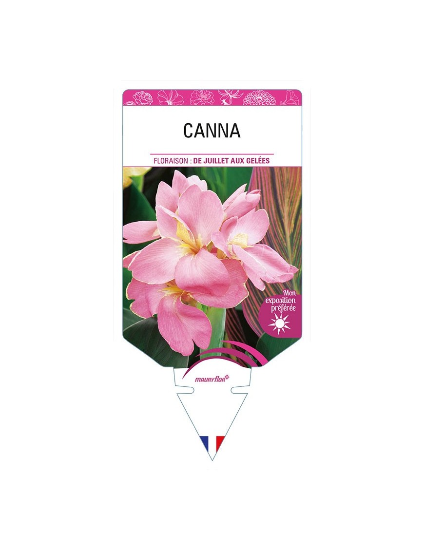 CANNA (rose)