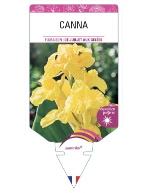 CANNA (jaune)