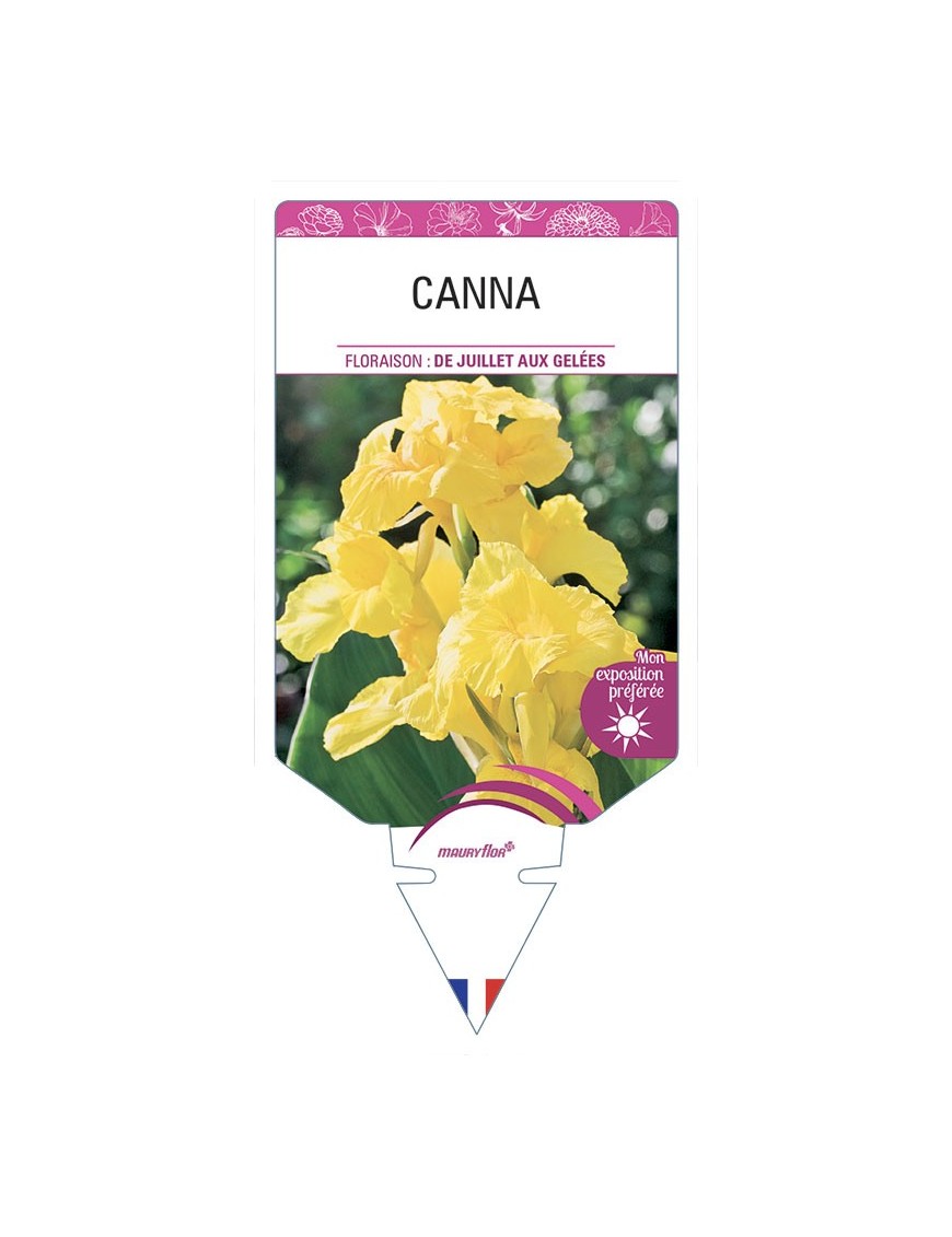 CANNA (jaune)