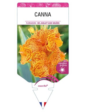 CANNA (jaune tigré à feuillage vert)