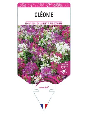 CLEOME (varié)