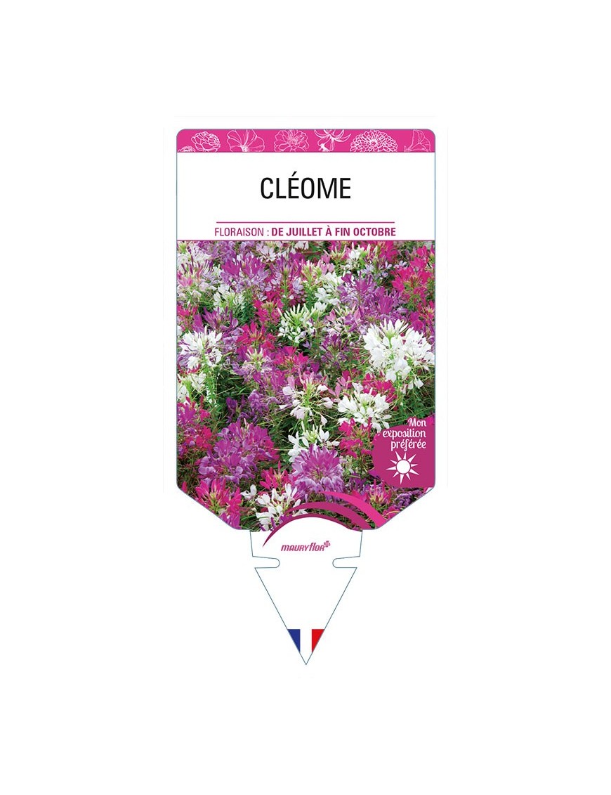 CLEOME (varié)