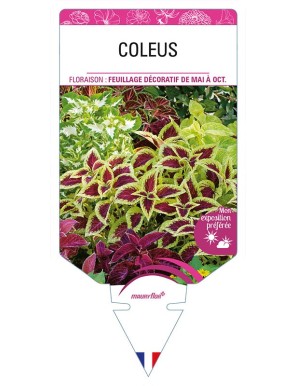 COLEUS (varié)