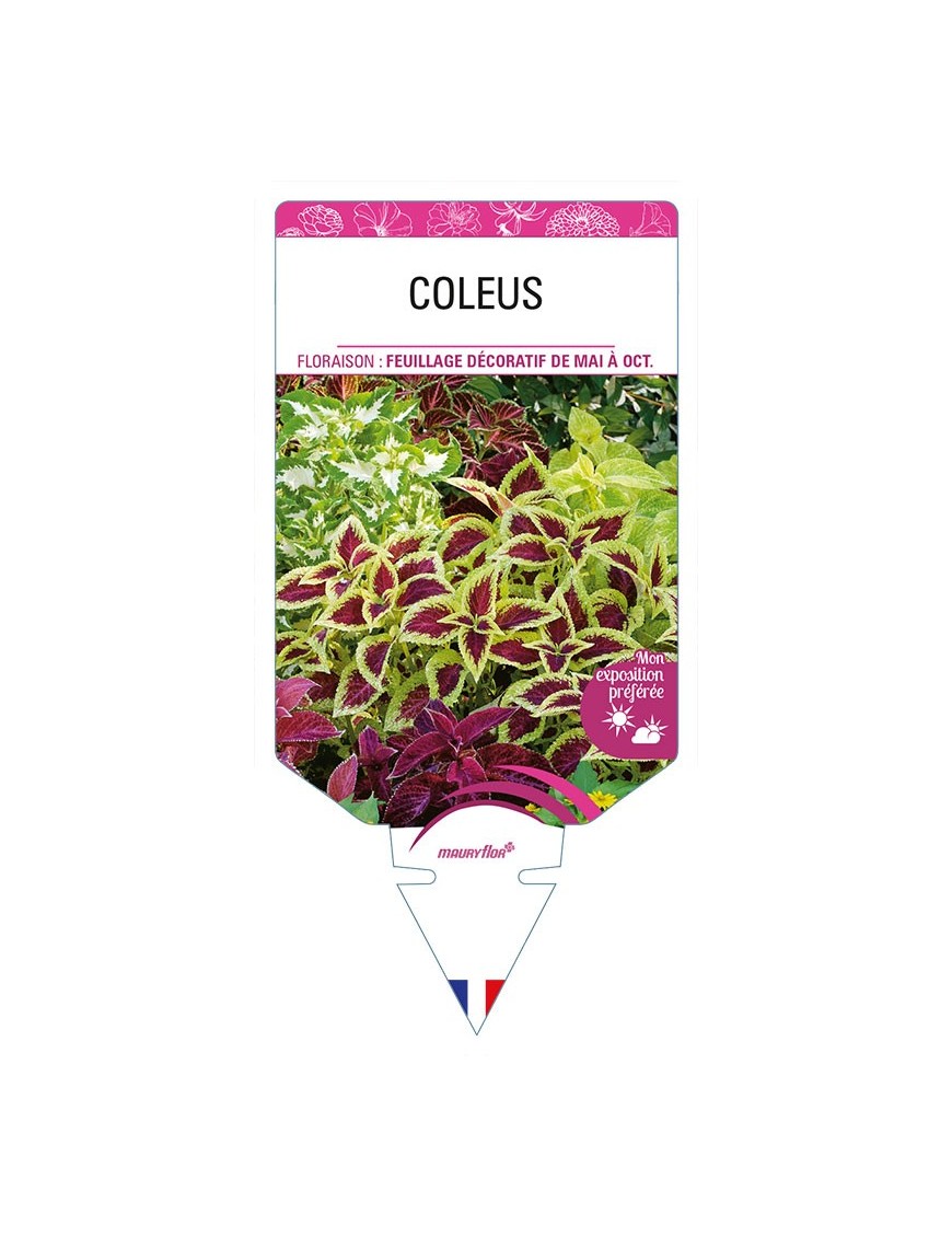 COLEUS (varié)