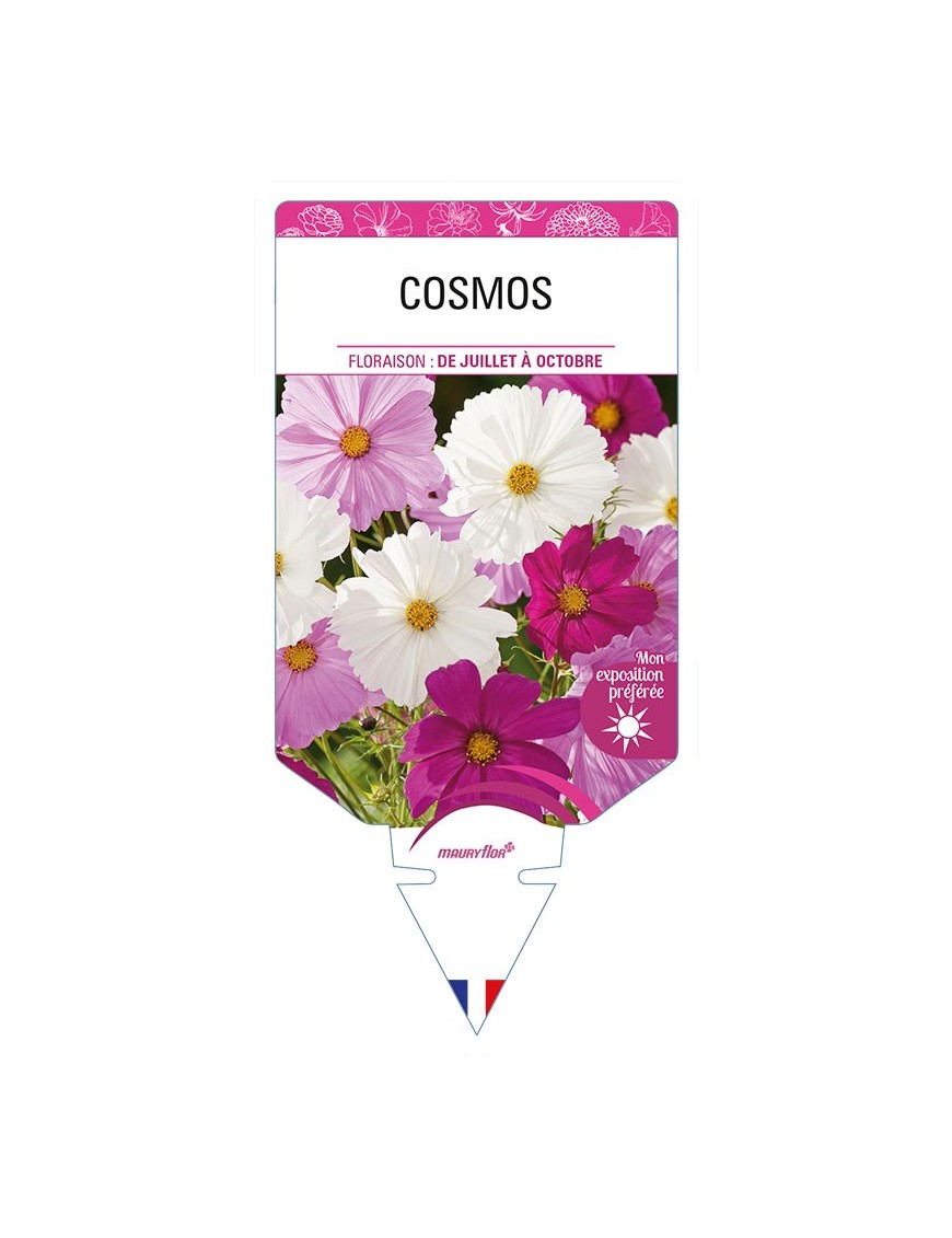 COSMOS (varié)