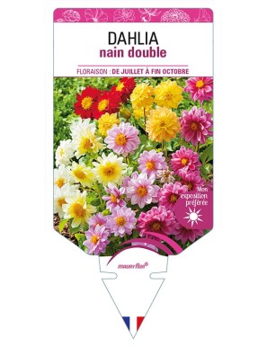 DAHLIA NAIN DOUBLE (varié)