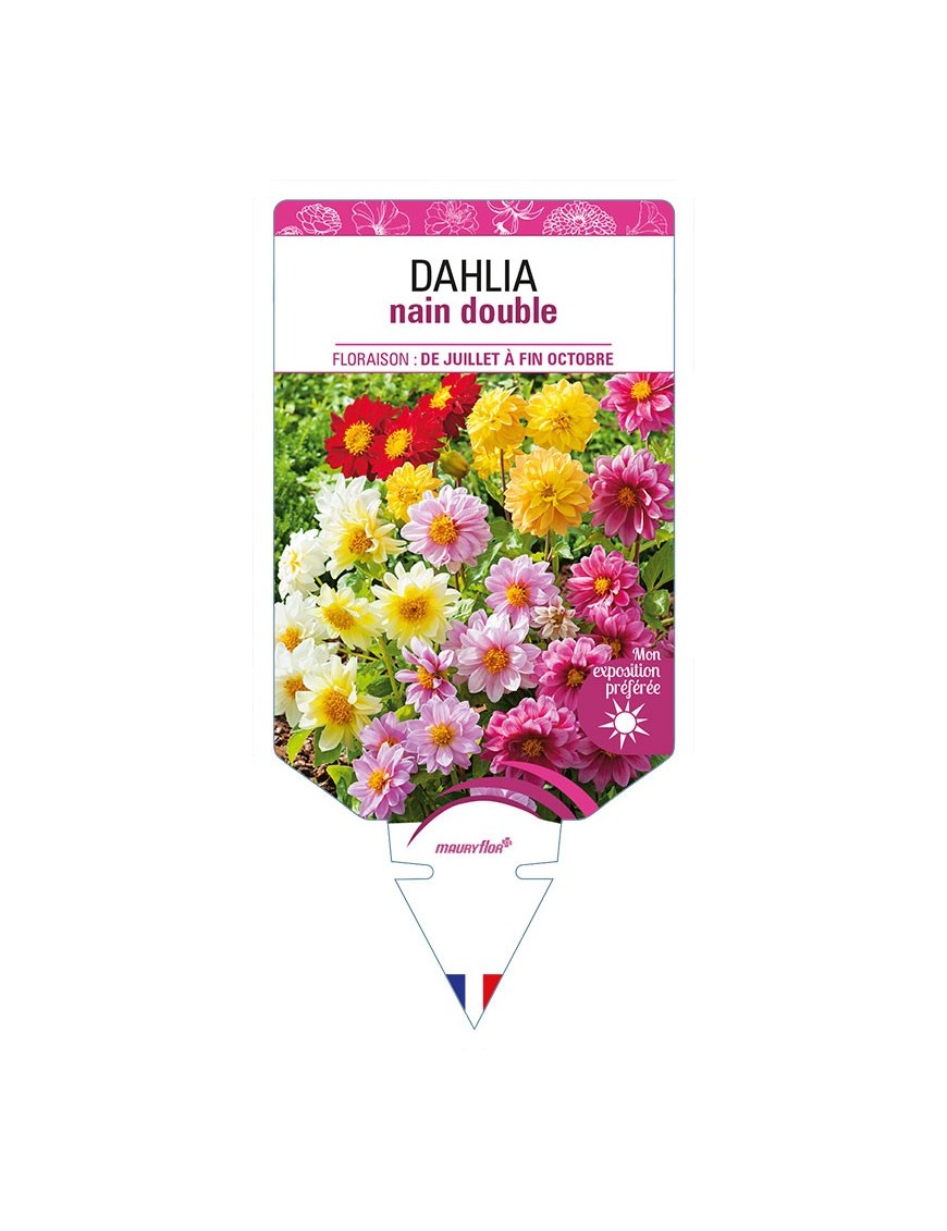 DAHLIA NAIN DOUBLE (varié)