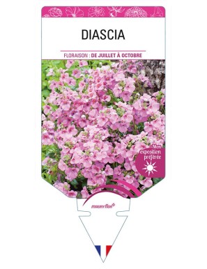 DIASCIA (varié)