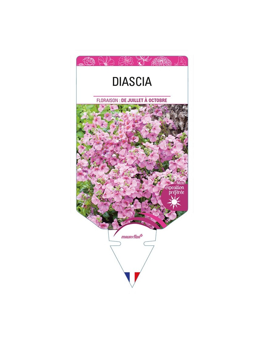 DIASCIA (varié)