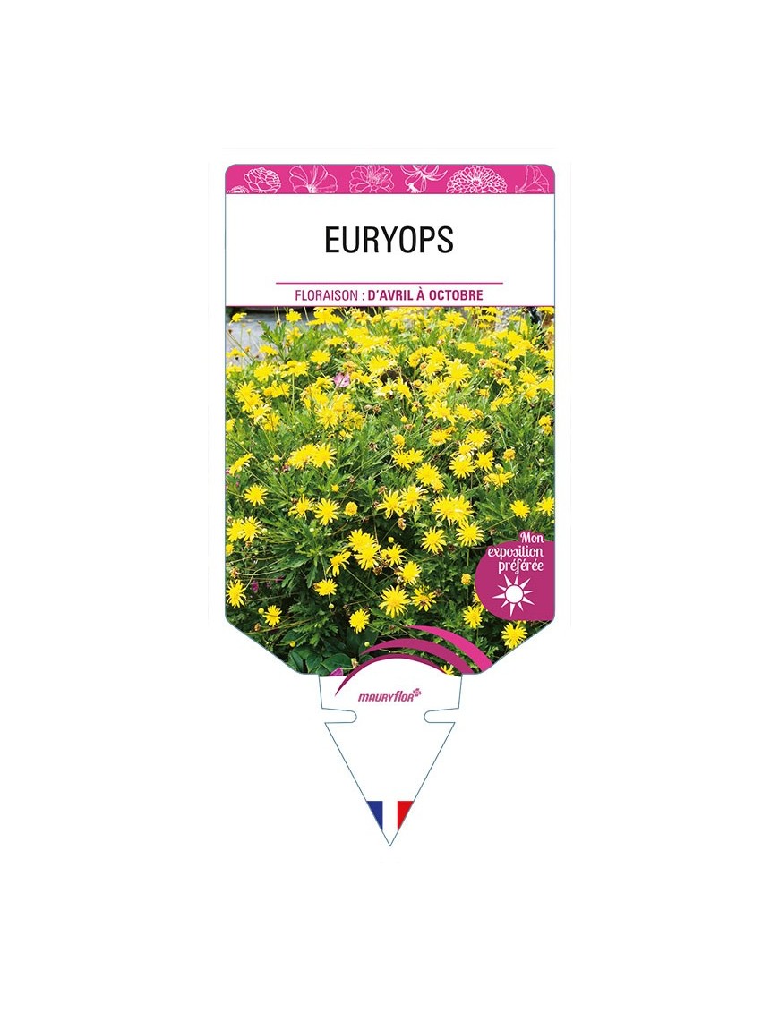 EURYOPS