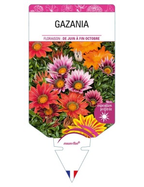 GAZANIA (varié)