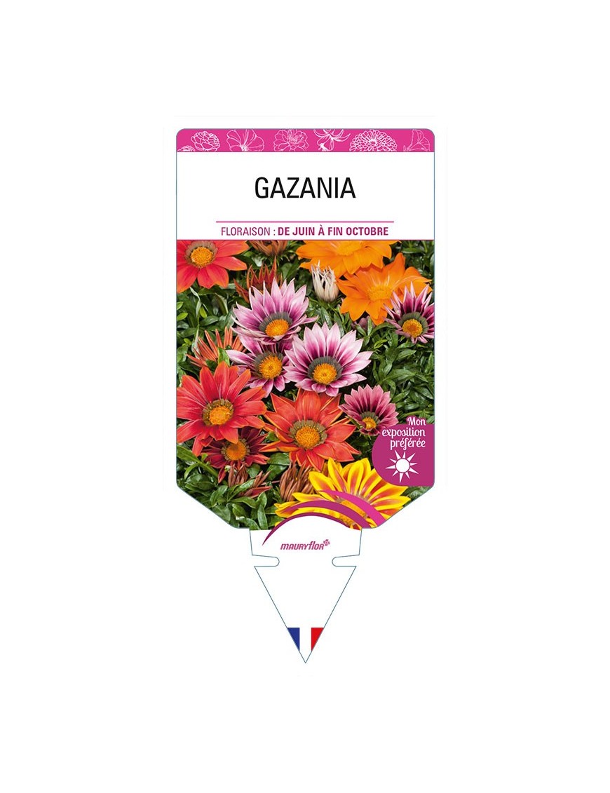 GAZANIA (varié)