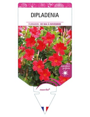 DIPLADENIA