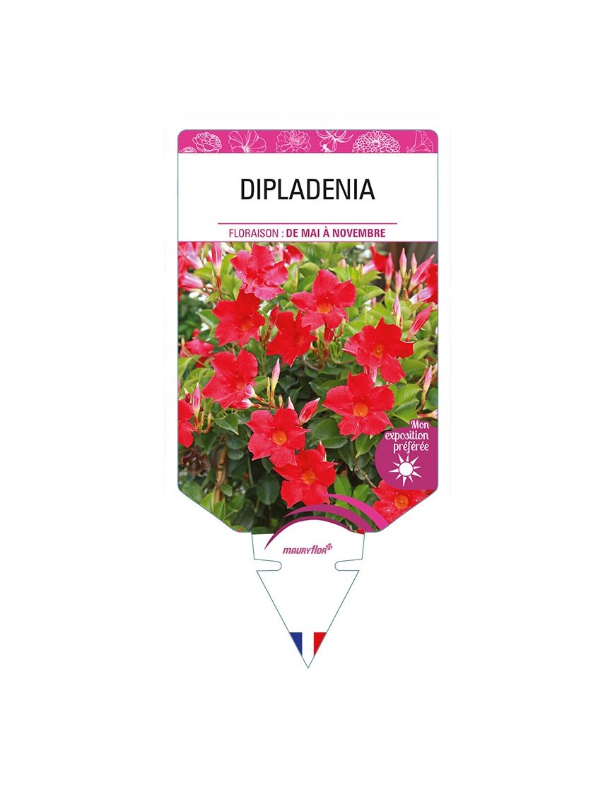 DIPLADENIA