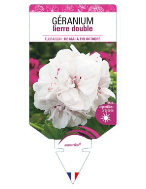 GÉRANIUM LIERRE DOUBLE (blanc)