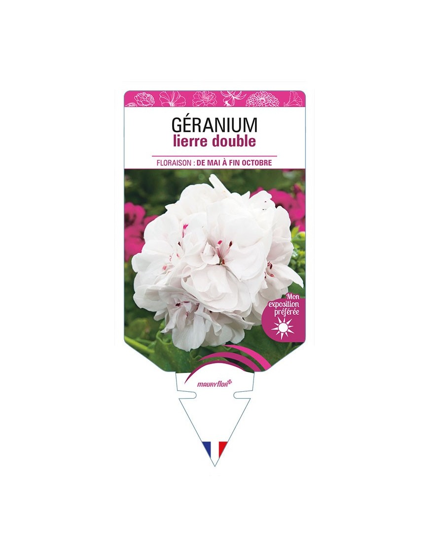 GÉRANIUM LIERRE DOUBLE (blanc)