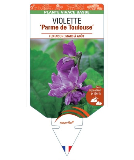 VIOLA alba dehnhardtii Parme de Toulouse voir Violette