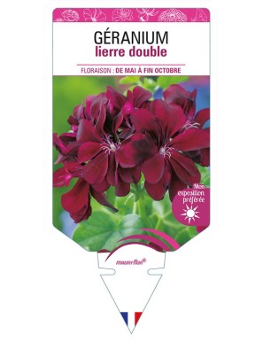 GÉRANIUM LIERRE DOUBLE (grenat)