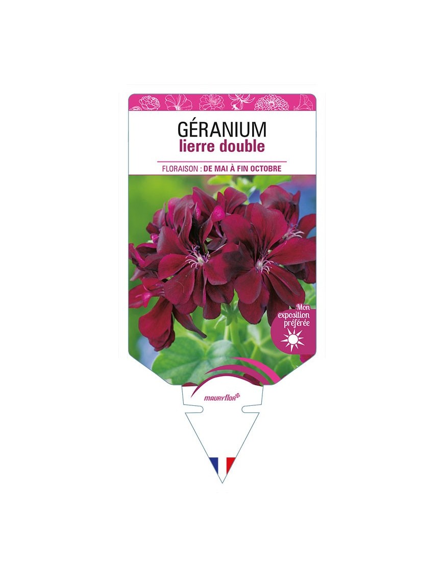 GÉRANIUM LIERRE DOUBLE (grenat)