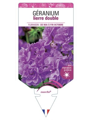 GÉRANIUM LIERRE DOUBLE (mauve)