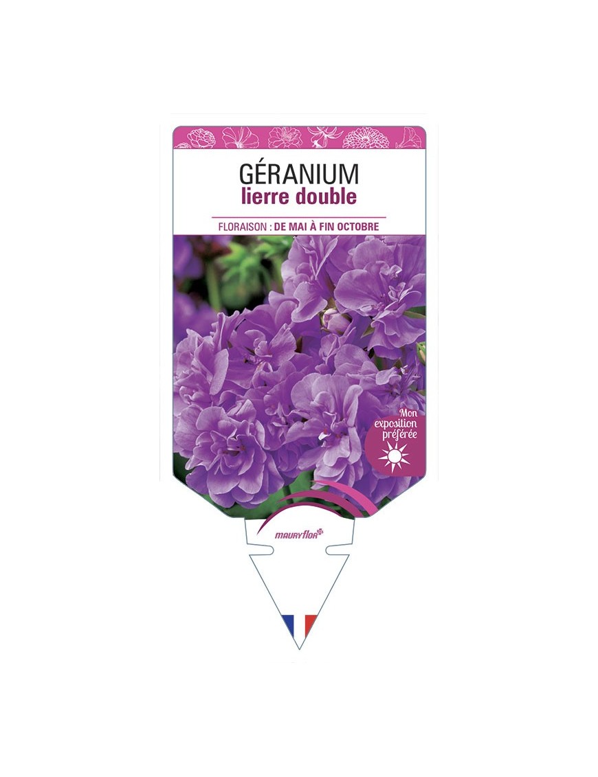 GÉRANIUM LIERRE DOUBLE (mauve)