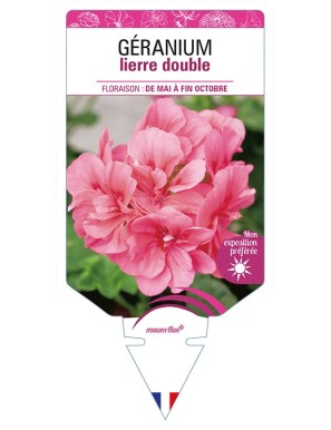 GÉRANIUM LIERRE DOUBLE (rose)