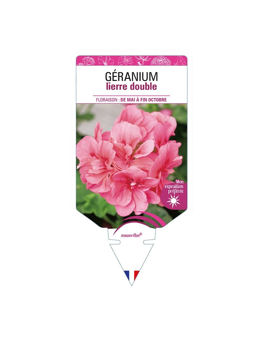 GÉRANIUM LIERRE DOUBLE (rose)