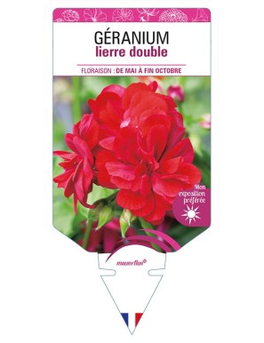 GÉRANIUM LIERRE DOUBLE (rouge)