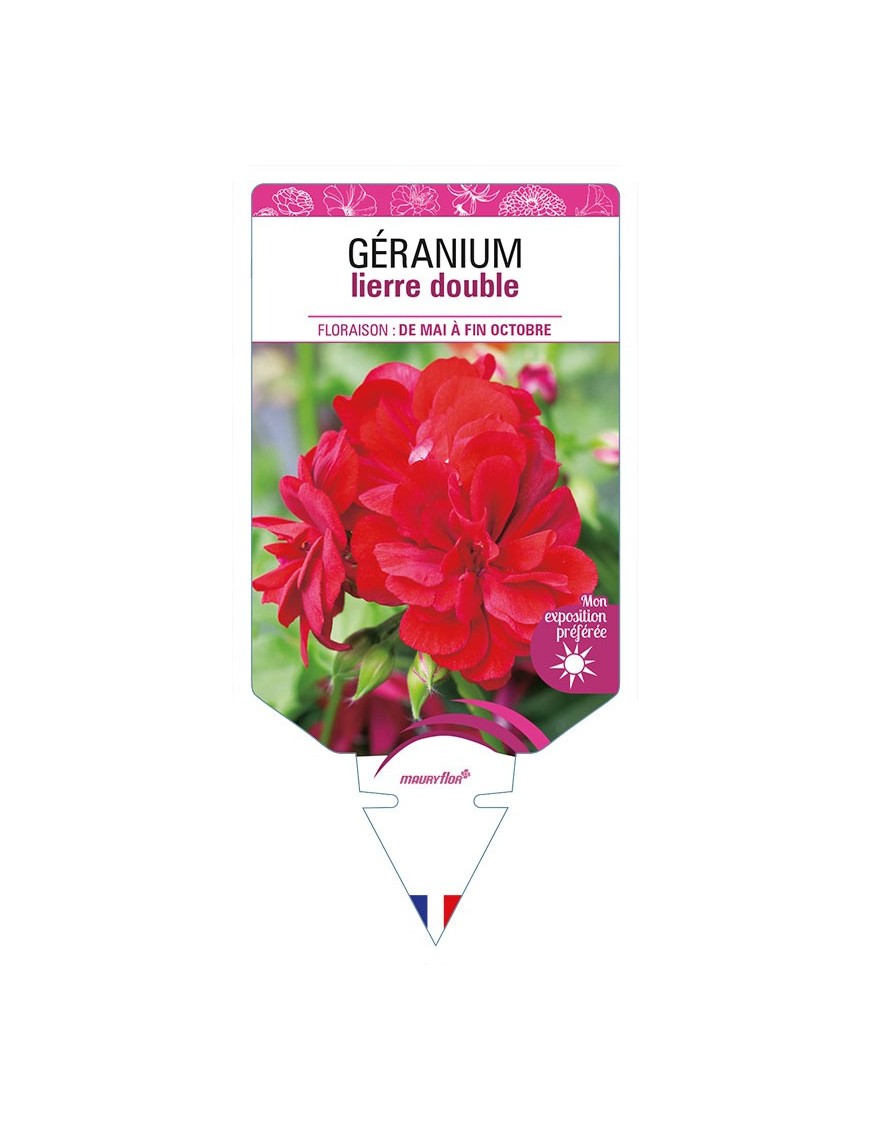 GÉRANIUM LIERRE DOUBLE (rouge)