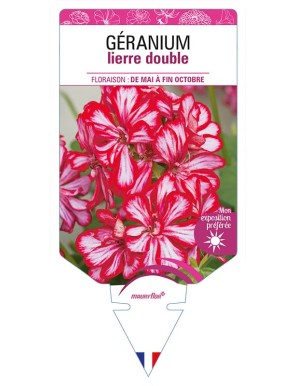 GÉRANIUM LIERRE BICOLORE (rouge et blanc)