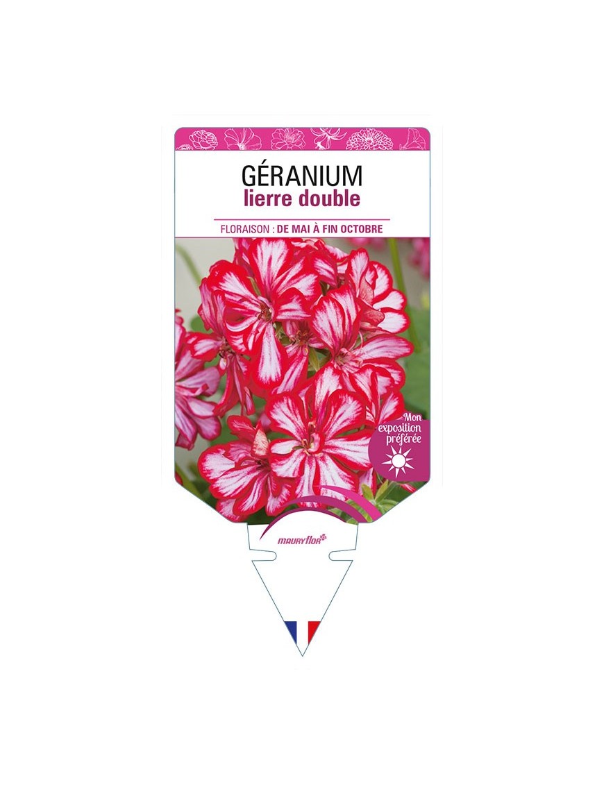 GÉRANIUM LIERRE BICOLORE (rouge et blanc)