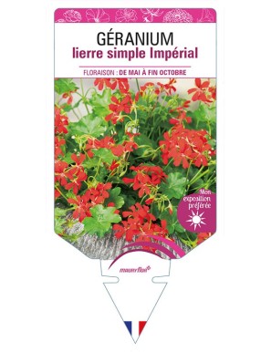 GÉRANIUM LIERRE (simple) IMPÉRIAL